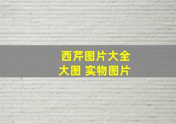 西芹图片大全大图 实物图片